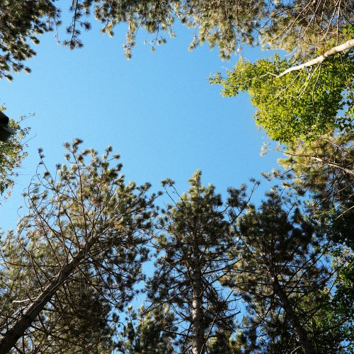 Cimes d’arbres encadrant un ciel bleu, vue vers le haut dans la forêt autour de Huttopia à Sutton, Québec