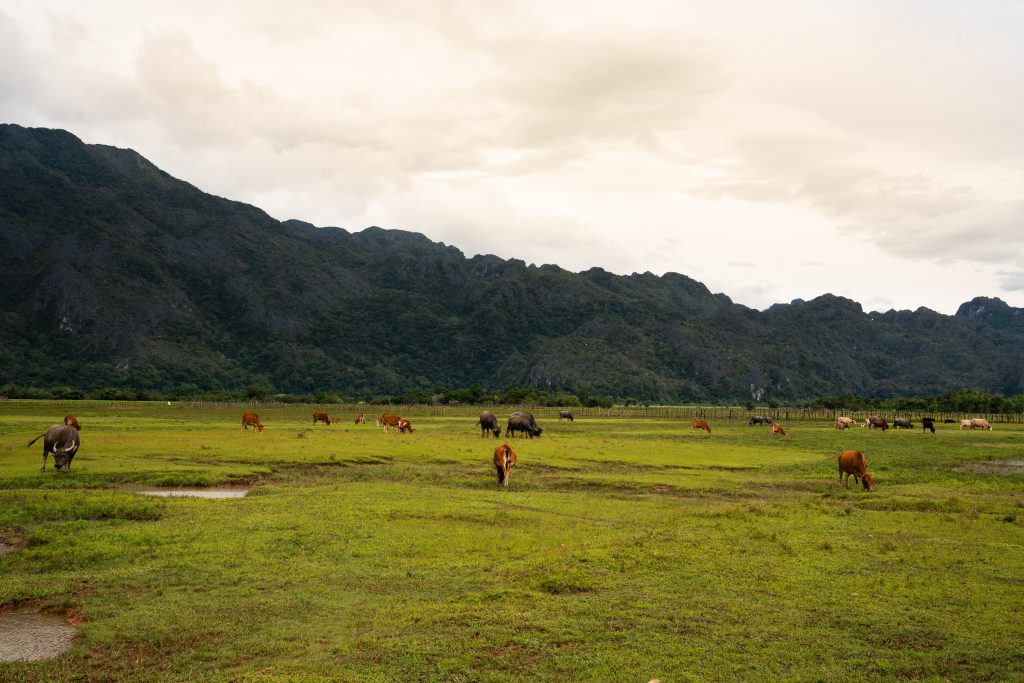 Buffles et vaches en pâturage dans une plaine verdoyante bordée de montagnes karstiques, scène rurale au Laos
