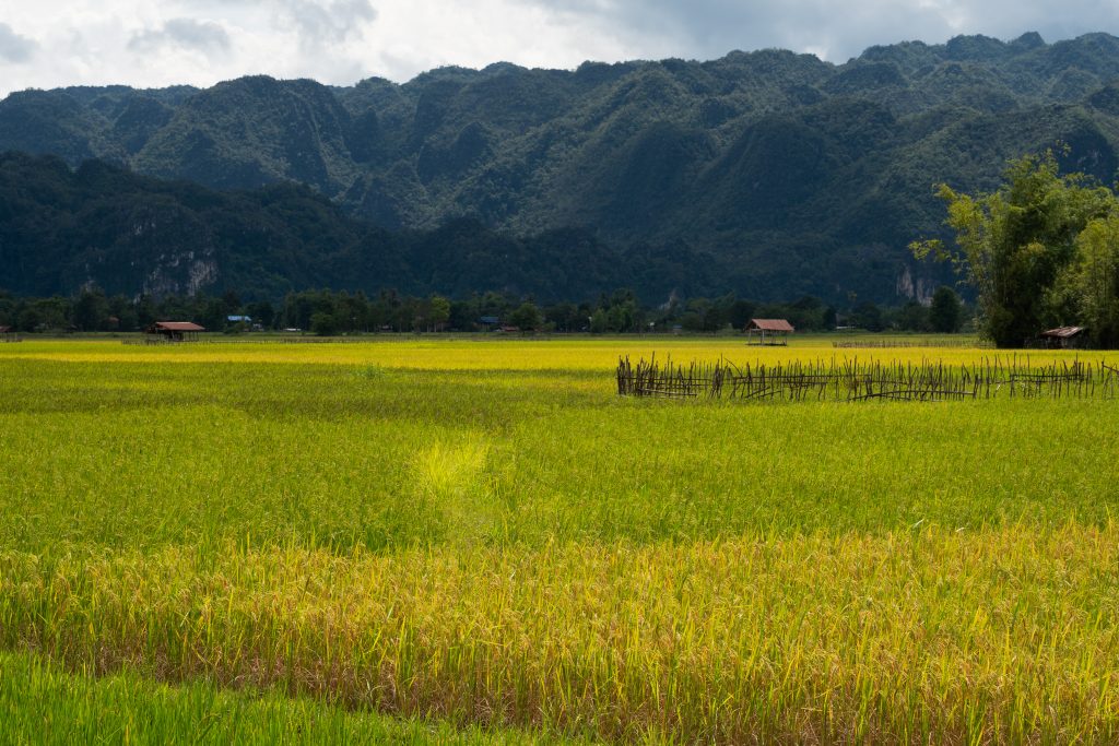 Rizières dorées au pied des montagnes karstiques, paysage agricole du centre du Laos sous un ciel nuageux